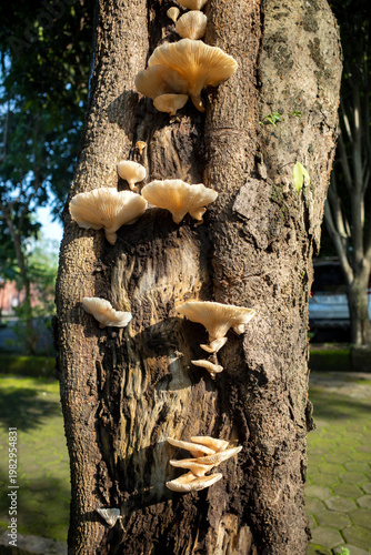 Young Pleurotus ostreatus, the oyster mushroom or oyster fungus on the old trunk