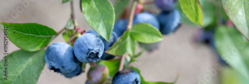 Wide banner background with blueberries, blueberries on branch in soft green bokeh, blueberries harvest concept, organic summer berries, copy space for packaging design, web header template, healthy