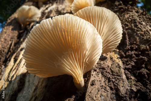 Young Pleurotus ostreatus, the oyster mushroom or oyster fungus on the old trunk