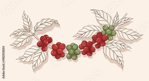 Coffee Branch with Ripe Red and Green Cherries and Leaves, Hand-Drawn Illustration