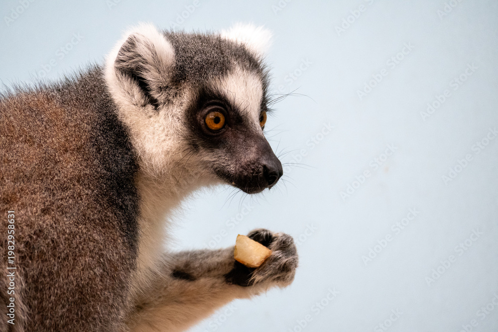 Fototapeta premium Ring Tailed Lemur Eating Close Up