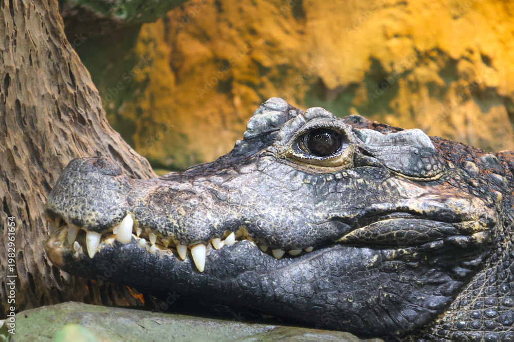 Fototapeta premium Majestic Crocodile Close-Up in Natural Habitat for Wildlife Conservation Theme