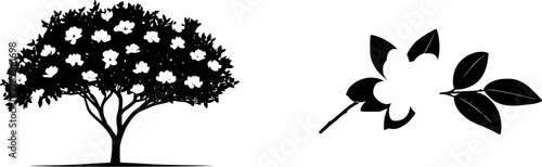 A stunning photograph of a solitary Magnolia tree in full bloom, set against a pristine white background, showcases its exquisite features with high-definition clarity and naturalistic textures