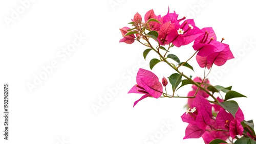 Bild auf Leinwand bougainvillea magenta vibrant blossoms isolated on transparent background cut ou