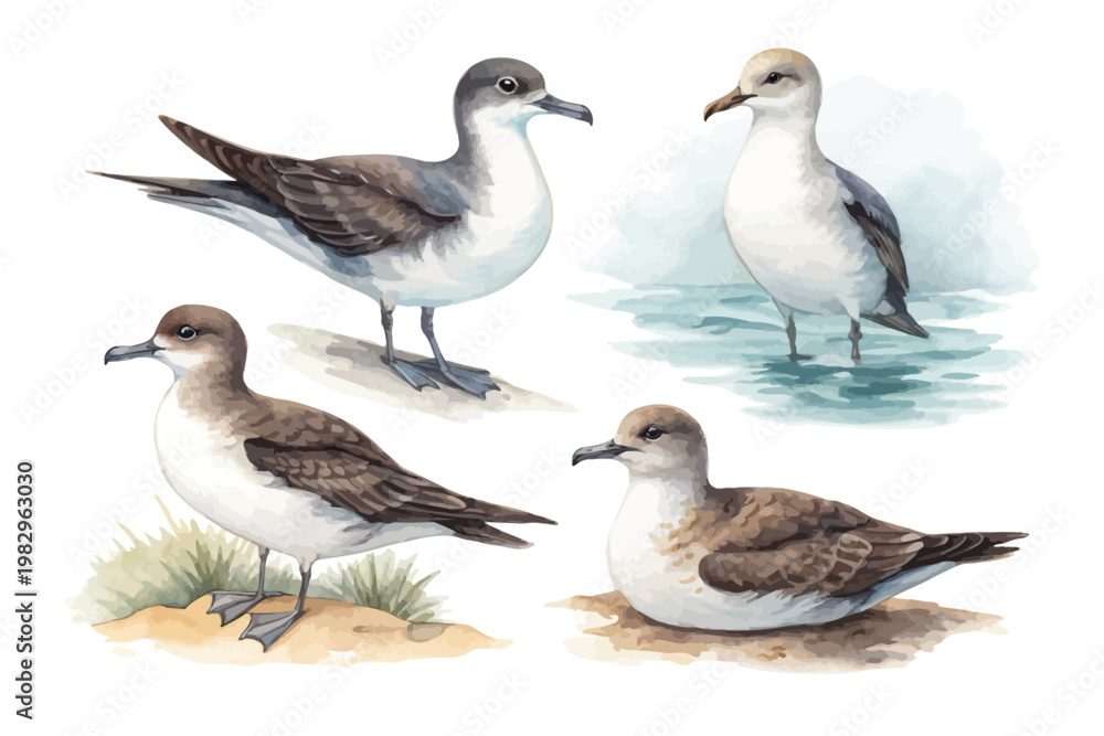 Obraz premium set of Watercolor Shearwater Bird Illustration, Seabird Art, isolated on white background