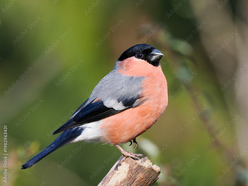Fototapeta premium Gimpel, Dompfaff, Eurasian bullfinch, Pyrrhula pyrrhula