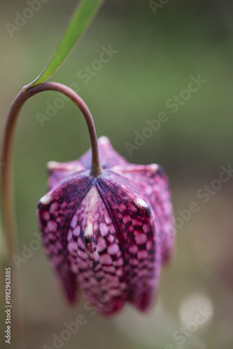 Close up of a purple wild flower with a chequered pattern