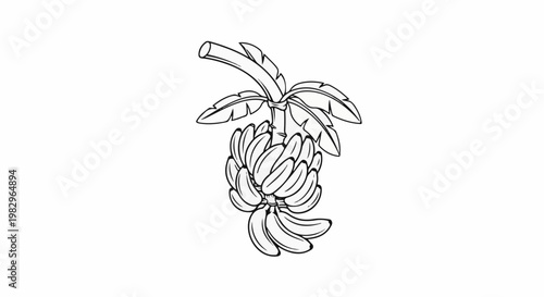 A black and white line drawing of a banana plant with a large bunch of bananas