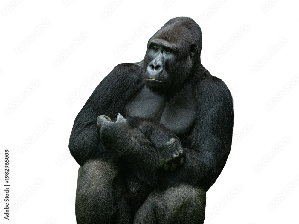Fototapeta premium Powerful silverback gorilla sitting thoughtfully on white background.