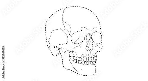 Detailed anatomical drawing of a human skull with dotted lines indicating various structures for medical or artistic study.