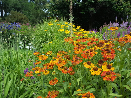 Fotografia A colorful flower bed in summer and autumn