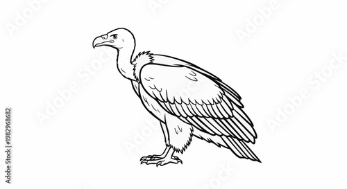 A black and white line drawing of a vulture with a sharp beak