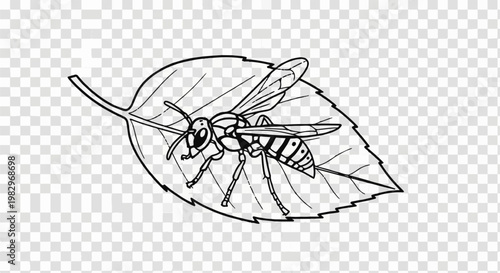 A black and white line drawing of a wasp perched on a leaf
