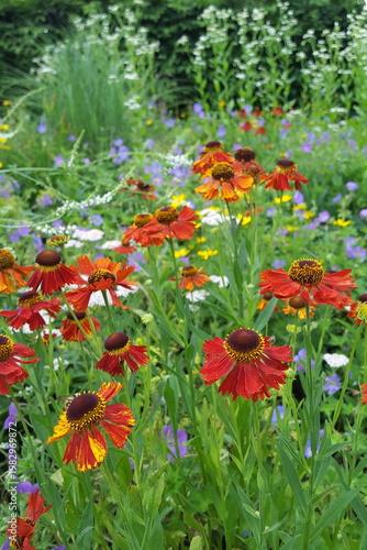 A colorful flower bed in summer and autumn. English border perennials: yellow red Helenium and blue Geranium – blooms in a large perennial borde