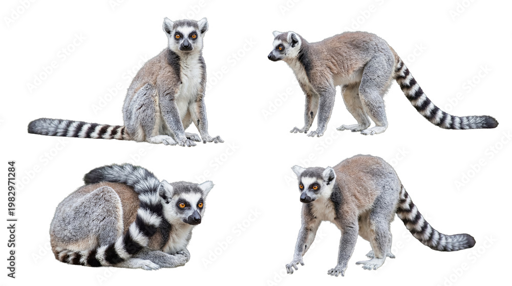 Fototapeta premium Four vibrant ring-tailed lemurs showcasing various poses, isolated on a transparent background, offering versatile use.