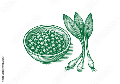 Ramps Wild Leek Hand Drawn Sketch, Spring Foraging Harvest Vector Illustration Isolated