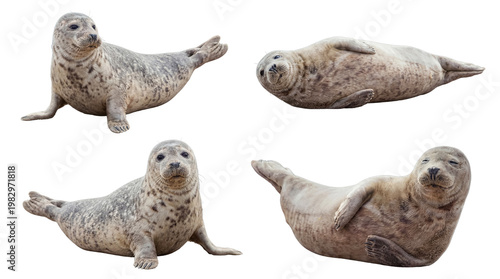 Canvastavla Four charming harbor seals captured in various natural poses, isolated on a transparent background