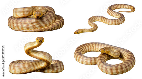 Four detailed brown python snakes, displaying various coiled and extended positions.
