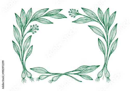 Ramps Wild Leek Hand Drawn Sketch, Spring Foraging Harvest Vector Illustration Isolated