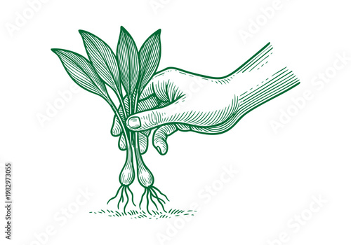 Ramps Wild Leek Hand Drawn Sketch, Spring Foraging Harvest Vector Illustration Isolated