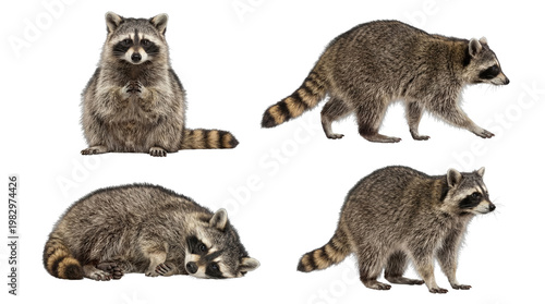 Schilderij op canvas Four distinct raccoons captured in various natural poses, including sitting, walking, and resting