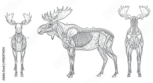 Moose Anatomy Illustration: Muscle and Bone Structure from Multiple Views