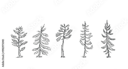 Hand drawn set of five minimalist ink conifers and firs in sketchy black and white line art, versatile for nature, forest, botanical and design projects, pattern or background use