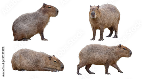 Four magnificent capybaras showcased in various authentic poses, offering flexibility for design.