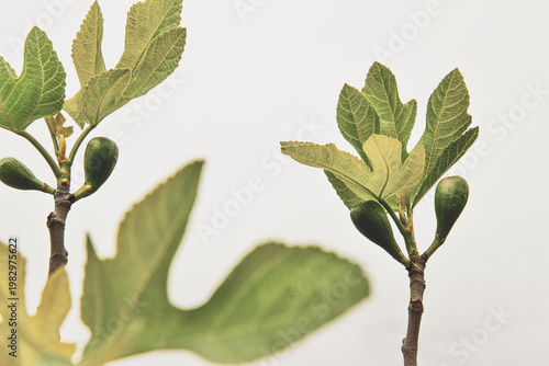 young branch of ficus carica  developing fruits  , figs in developing , young and green leaves , figs , not yet but soon 