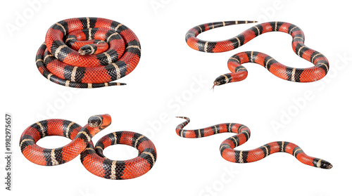 Four vibrant milk snakes in various poses, showcasing their distinctive red, black, and cream bands.