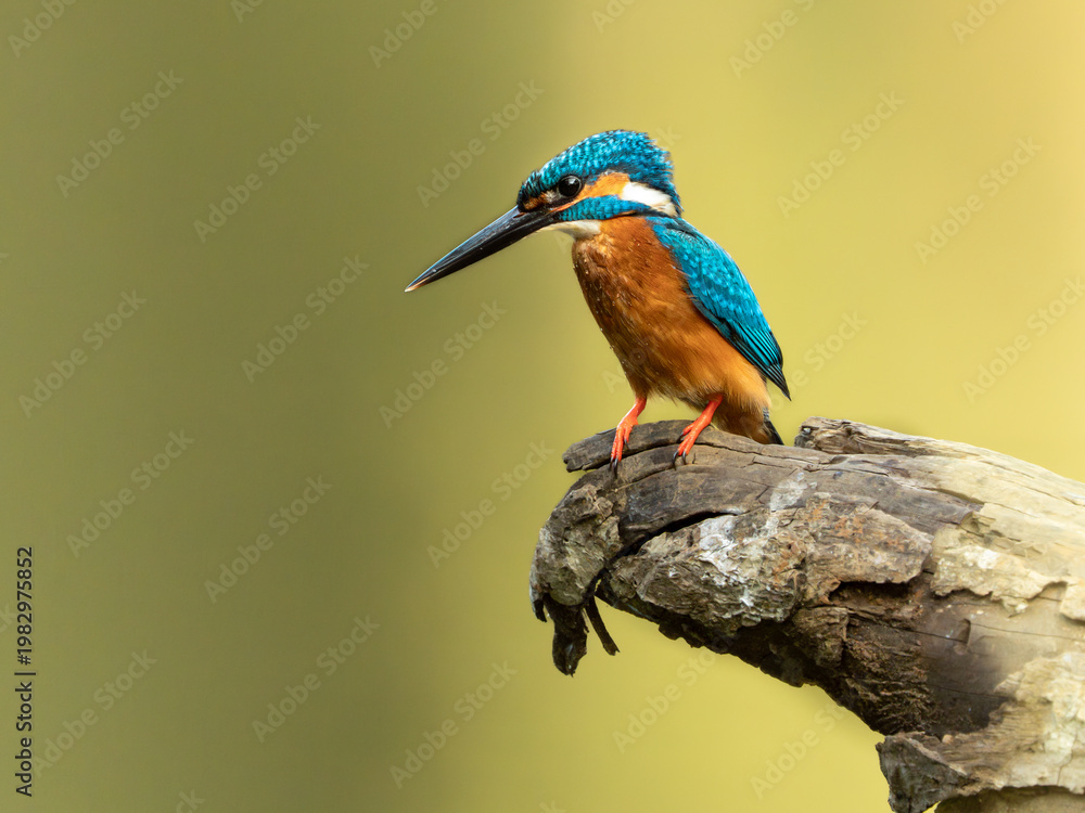 Obraz premium Kingfisher perched on log – colorful bird with clean background