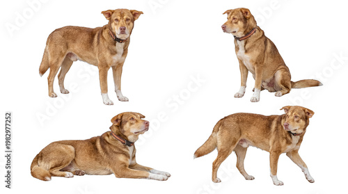 Tableau sur toile Four diverse photographs of a loyal brown domestic dog showcasing different expressive poses and calm behavior