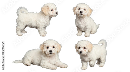 Valokuva Adorable fluffy white Maltese puppy posing in various positions, expertly isolated on a transparent background