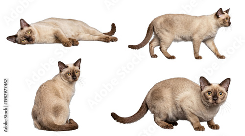 Fotografie Photograph of a charming Tonkinese cat in four different poses, isolated on a clean transparent background