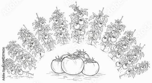 A garden scene with multiple tomato plants bearing fruit and a cluster of ripe tomatoes in the foreground