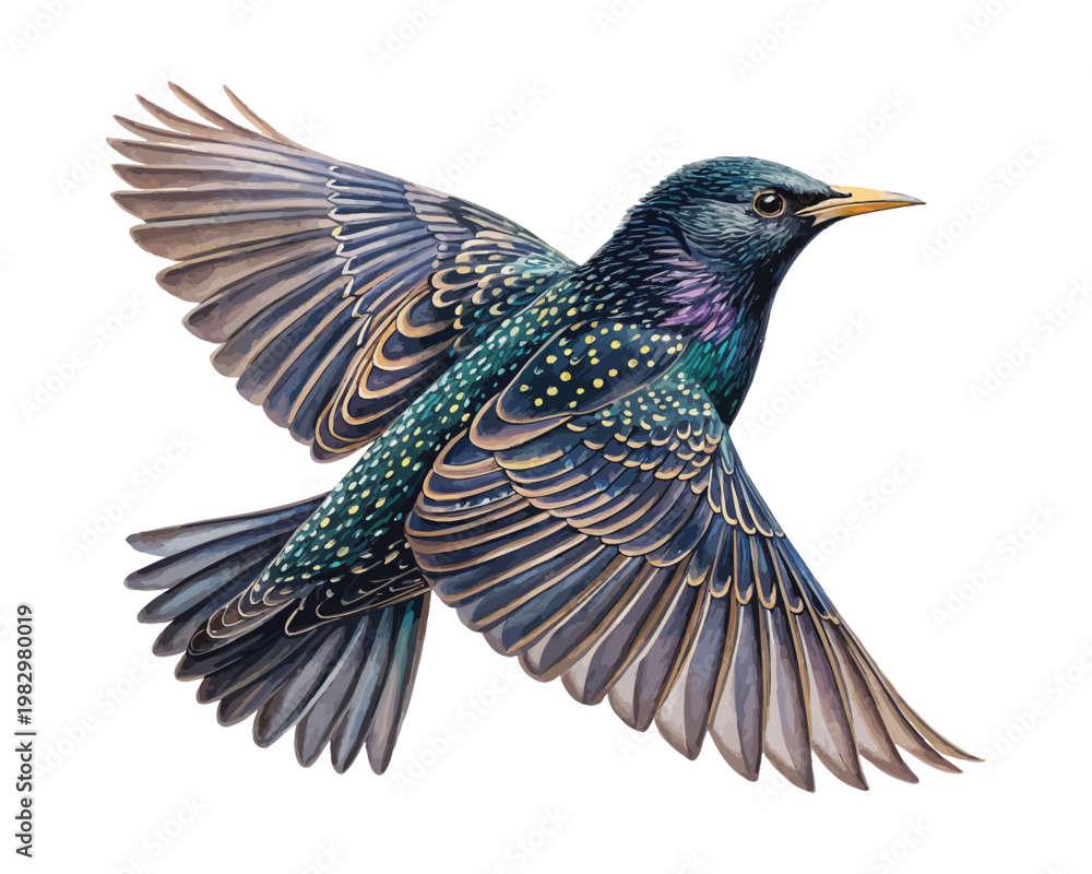 Obraz premium Hand-Painted Starling Watercolor, Shiny Feather Bird Clipart, Isolated Vector Illustration
