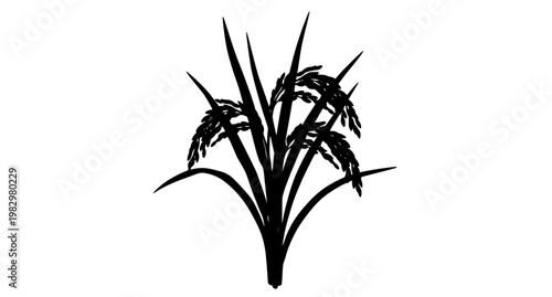 Realistic rice plant vector illustration with golden grains and green leaves isolated on white background