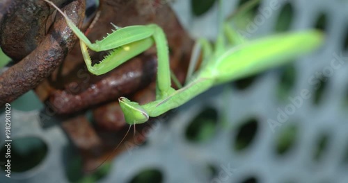 Green praying mantis cleaning its thorax and forelegs