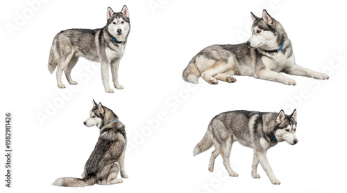 Collection of four vibrant Siberian husky dog portraits in various poses, isolated on a transparent background.