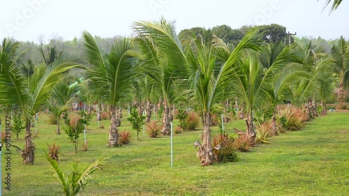Rows of tropical coconut palm trees grow on plantation in countryside of rural Thailand village, traditional palm farm where farmers grow coconuts for sale, agriculture and growing food production.