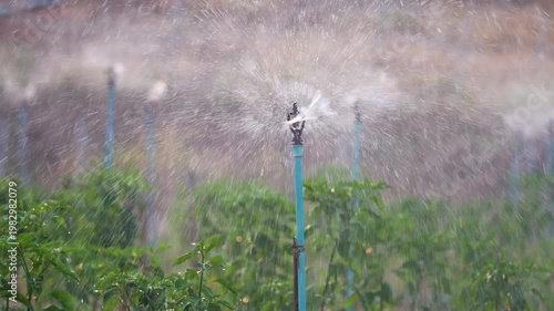 Many water sprinklers evenly spraying water across backyard garden in rural Thailand village, automated irrigation technology for growing plants in hot dry climate, watering system for farming.