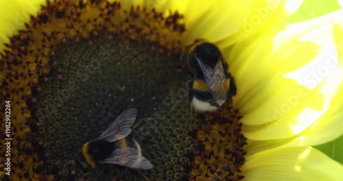 Bumblebees pollinating bright yellow sunflower closeup