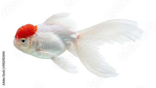 Fotografie A vibrant white and red goldfish swimming gracefully on transparent background