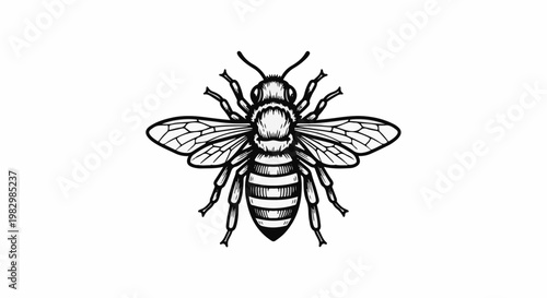 A detailed, black and white illustration of a bee, viewed from above