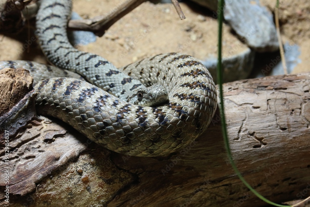 Fototapeta premium Close-up of a European viper resting in natural habitat.