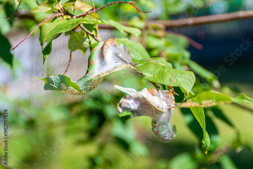 фотографія Fruit tree leaves damaged by leaf roller caterpillars with silk webbing showing