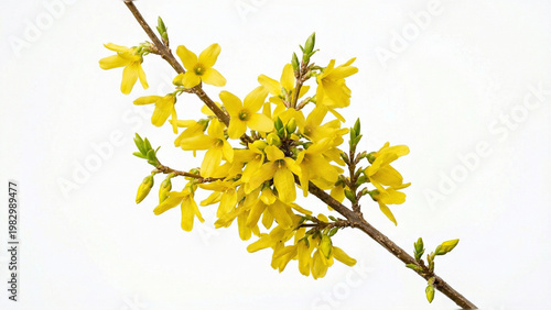 vibrant yellow forsythia flower branches in full bloom isolated on white background