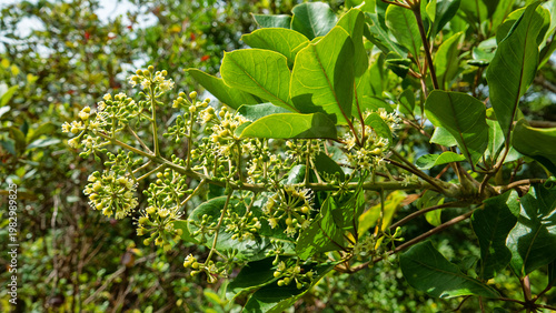 Photos Amur cork tree (Phellodendron amurense) blooming in secondary moist montane forests of Hong Kong