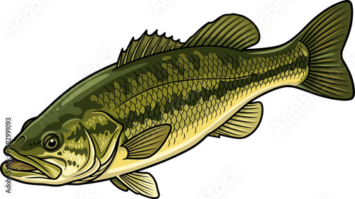 Largemouth bass fish swimming in profile for freshwater angling and nature concepts