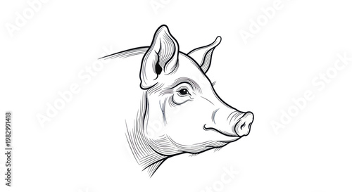 Vintage line art illustration of a pig head in profile view